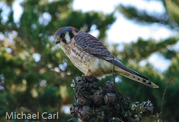 American Kestrel Perched in Tree