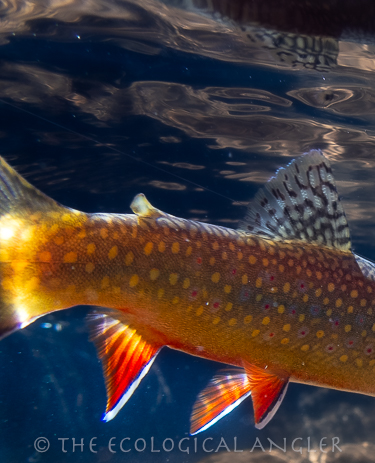 Brook trout underwater in bright orange spawning color.