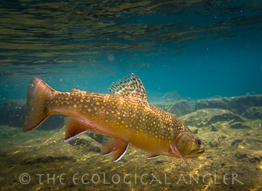 Brook trout photographed underwater swimming in North American lake.