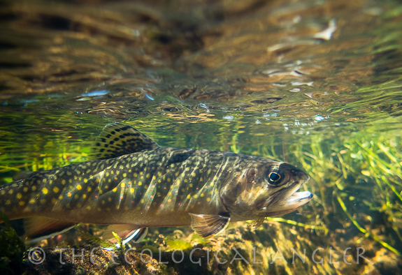 Brook trout photographed underwater