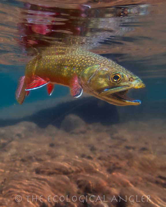 Brook trout underwater