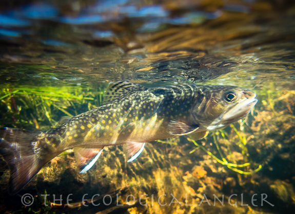 Brook trout swimming over gravel bed