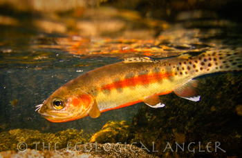 California Golden Trout photographed underwater in Cottonwood Lakes area