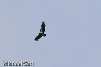 California condors soaring together in courtship pair flight