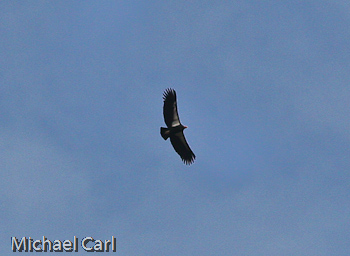 California condor soaring high