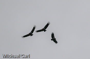 California condors soaring together in courtship pair flight 