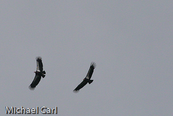 California condors soaring together in courtship pair flight