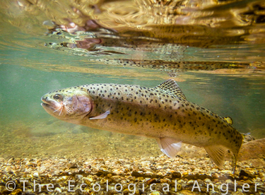 California rainbow trout underwater