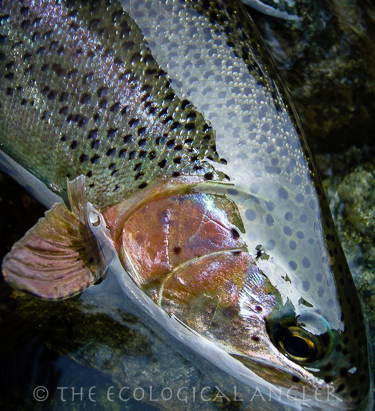 Coastal Rainbow trout colors near head and gills