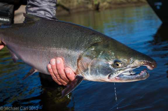 large male coho heading for spawning grounds