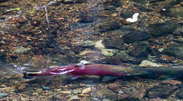Adult Male and Female coho spawning in Lagunitas Creek  California
