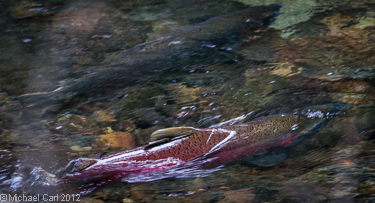 Central California coho spawning pair in Marin County Creek