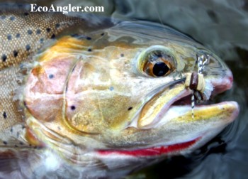 Colorado Cutthroat trout display a red slash under lower jaw