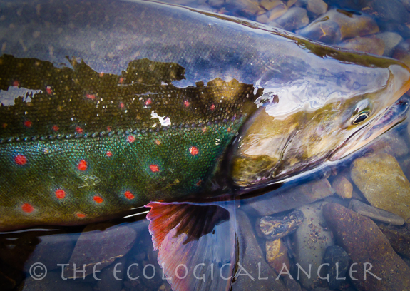 Dolly Varden grows big in the Summer north of the Alaska Pennisula feeding on salmon eggs