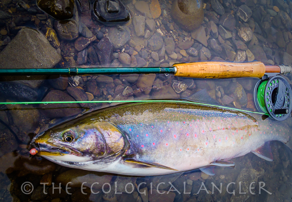 Dolly Varden caught on a pink salmon egg