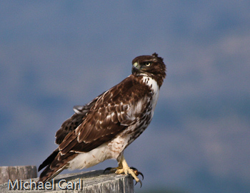 Immature Red-tailed Hawk Perched in Tree