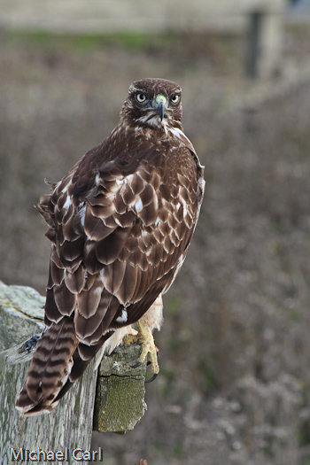 Immature Red-tailed Hawk Perched in Tree