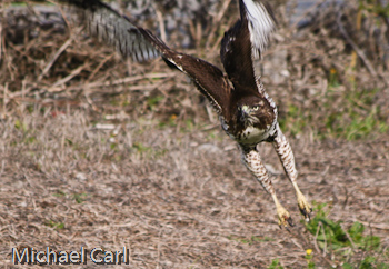 Under wing colors of the red tailed hawk