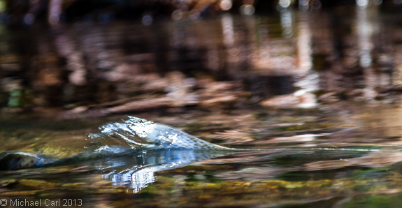 large male coho heading for spawning grounds in Lagunitas Creek watershed