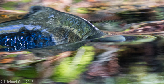 coho swim in low water during drought of 2013 in California 