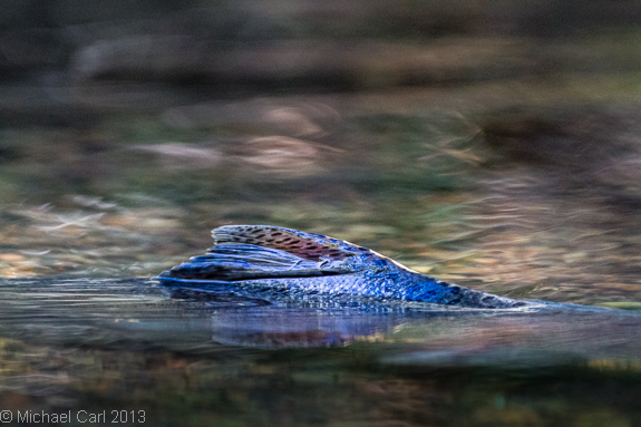 coho swim in low water during drought of 2013 in California 
