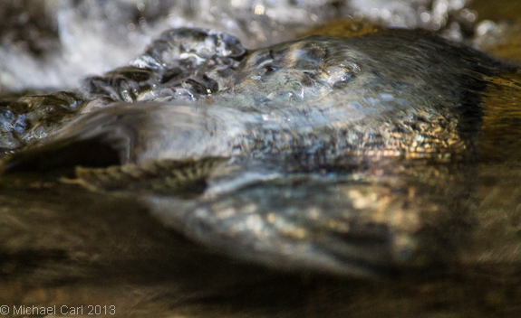 coho swim in low water during drought of 2013 in California 