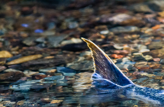 a male silver salmon displays his readiness to spawn with female coho in Lagunitas Creek part of Central Coast Califonia ESU