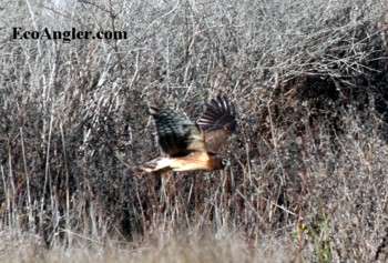 Marsh hawk flaps its wings along edge of dry grass
