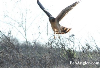 Northern Harrier takes off