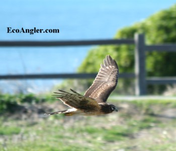 Northern Harrier gliding above the field