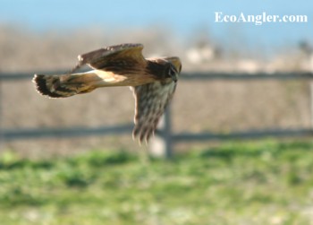 Marsh hawk glides just above the ground