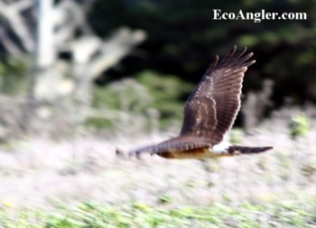 Northern Harriers are commonly spotted gliding just above the ground looking for prey