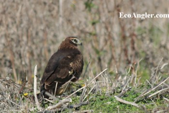 Northern Harrier standing in the field