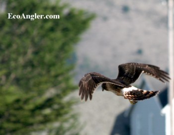 Marsh hawk hovering
