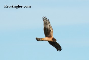 Marsh hawk soaring