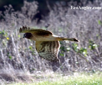 Wing-on photo of marsh hawk