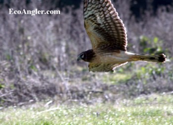 Wing-on photo of Northern Harrier