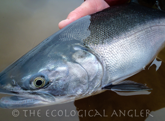 The Ecological Angler - Photos of Pink Salmon (Oncorhynchus nerka).