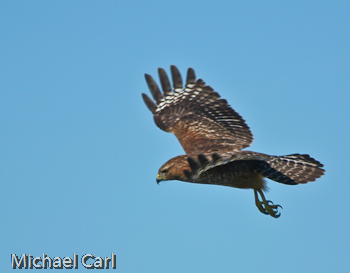 Red-shouldered hawk takes wing