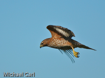 Red-shouldered hawk takes wing