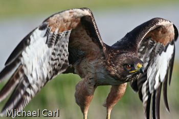 Under wing colors of the red tailed hawk