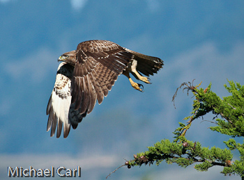 Red-tailed Hawk in flight