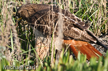 The red tailed hawk bites down on snake