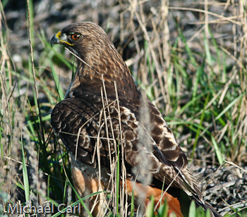 The red tailed hawk lands on snake