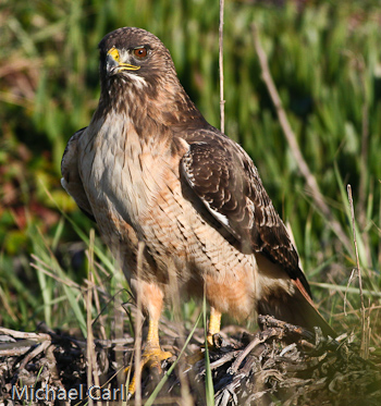 Red-tailed Hawk lands