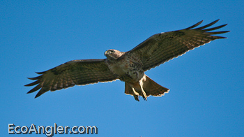 Red-tailed Hawk in flight