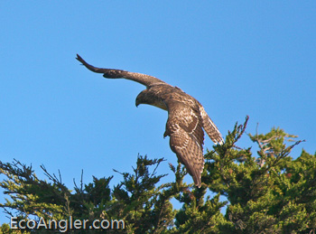Under wing colors of the red tailed hawk