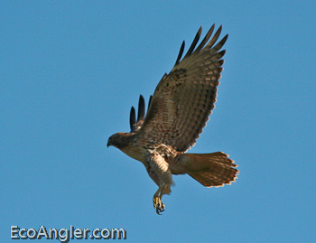 Wingspan of the redtail hawk