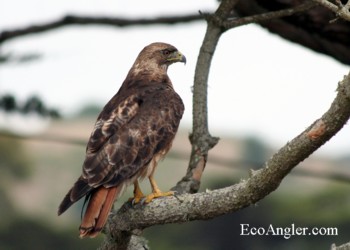 Red-tailed Hawk Perched in Tree