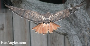 The red upper tail of the hawk